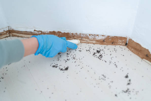 Real Estate Pest Inspections in Marion, IA